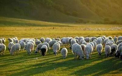 内蒙古大草原诗歌,内蒙古草原之旅