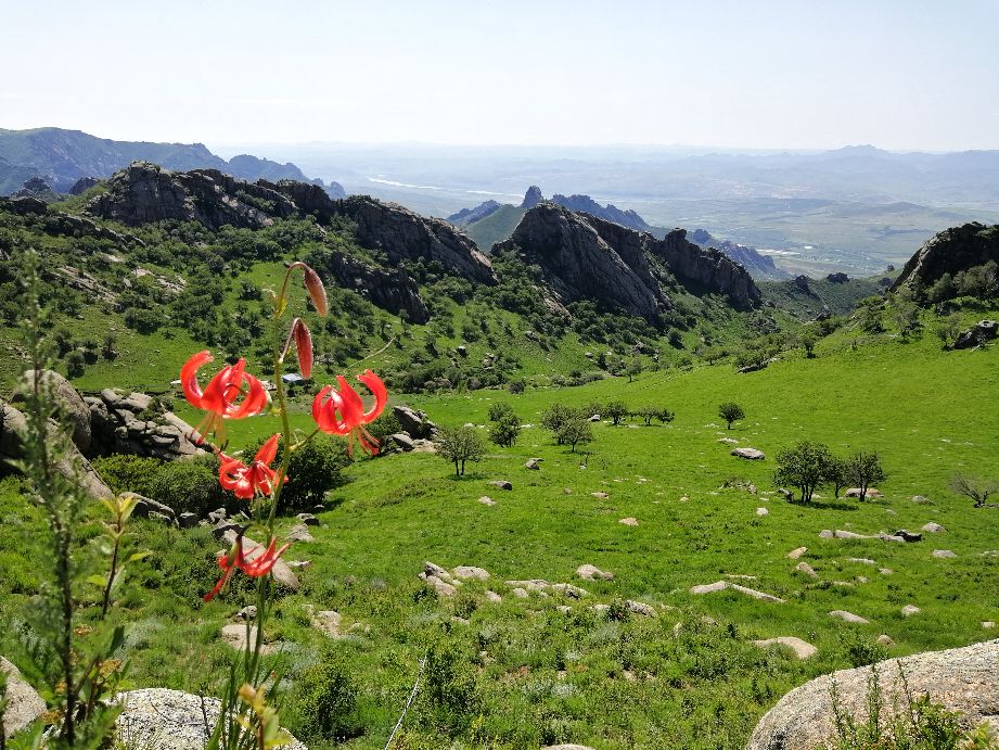 自然写作素材,草木恩典主题思想