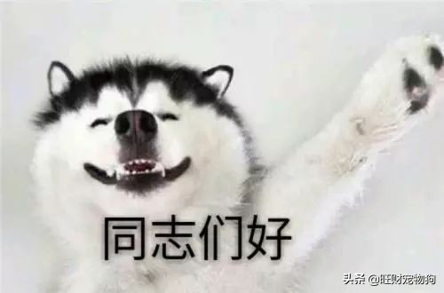 宠物狗价格表大全,宠物狗笼子图片及价格