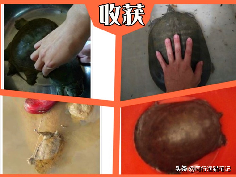 钓甲鱼几号弯钩最合适,钓甲鱼怎么下钩子