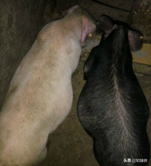 猪肚子胀气最快的解决办法,育肥猪肚子胀气死了什么原因