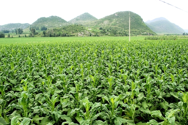 种下“绿叶子”   烤出“黄叶子”   换来“金票子”