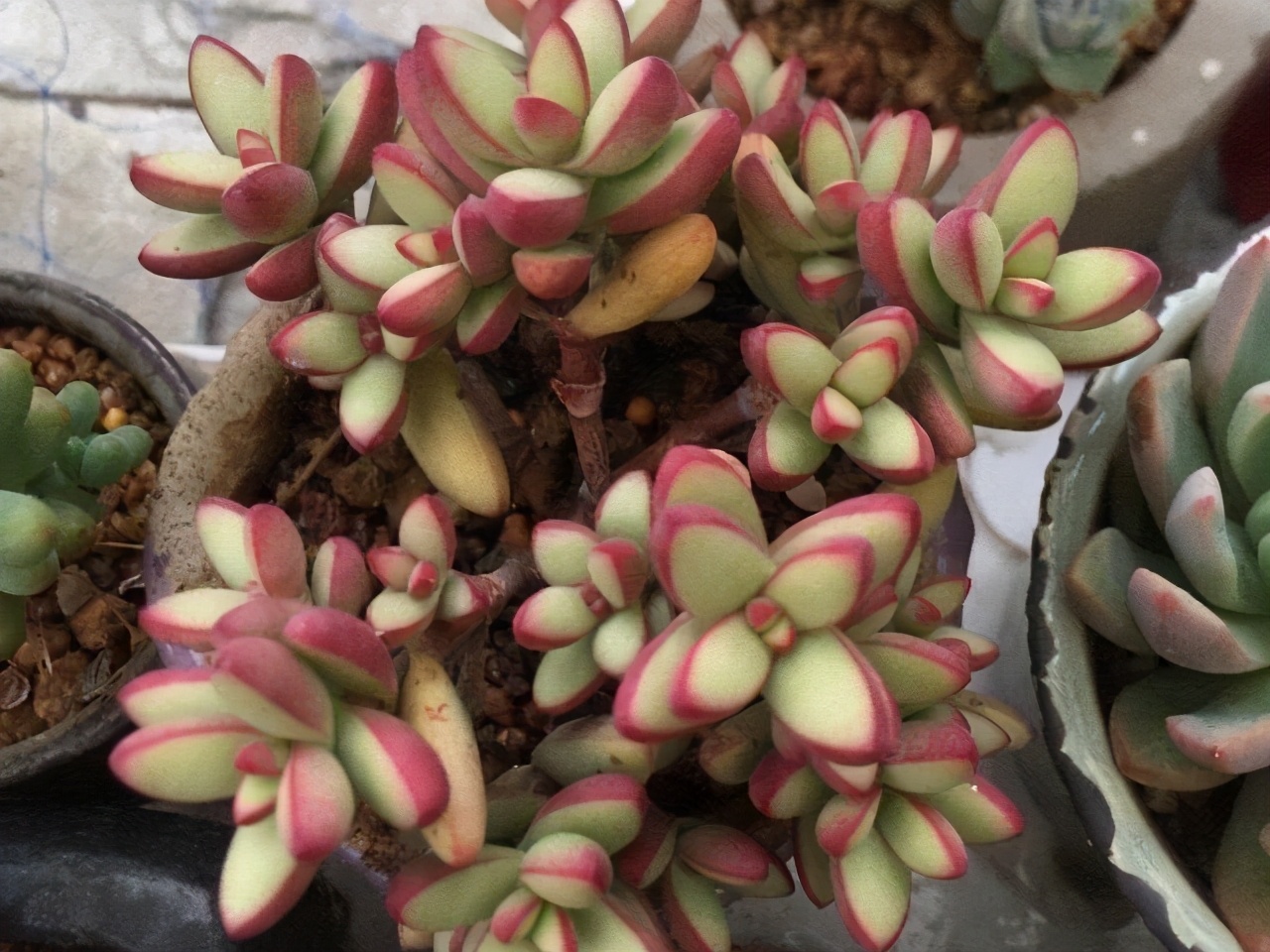 多肉小天狗和天狗之舞是两个完全不同的品种，但是都能养出红边