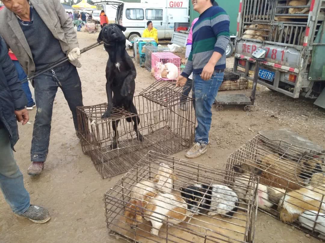 狗市拉布拉多500块钱能买吗,拉布拉多串土狗几代做肉狗