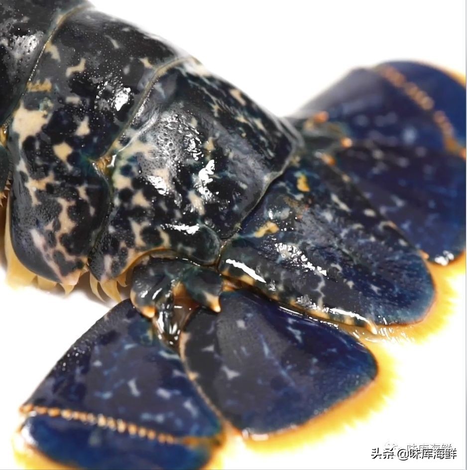 你见过大龙虾吗,你见过像铁球一样的鱼吗