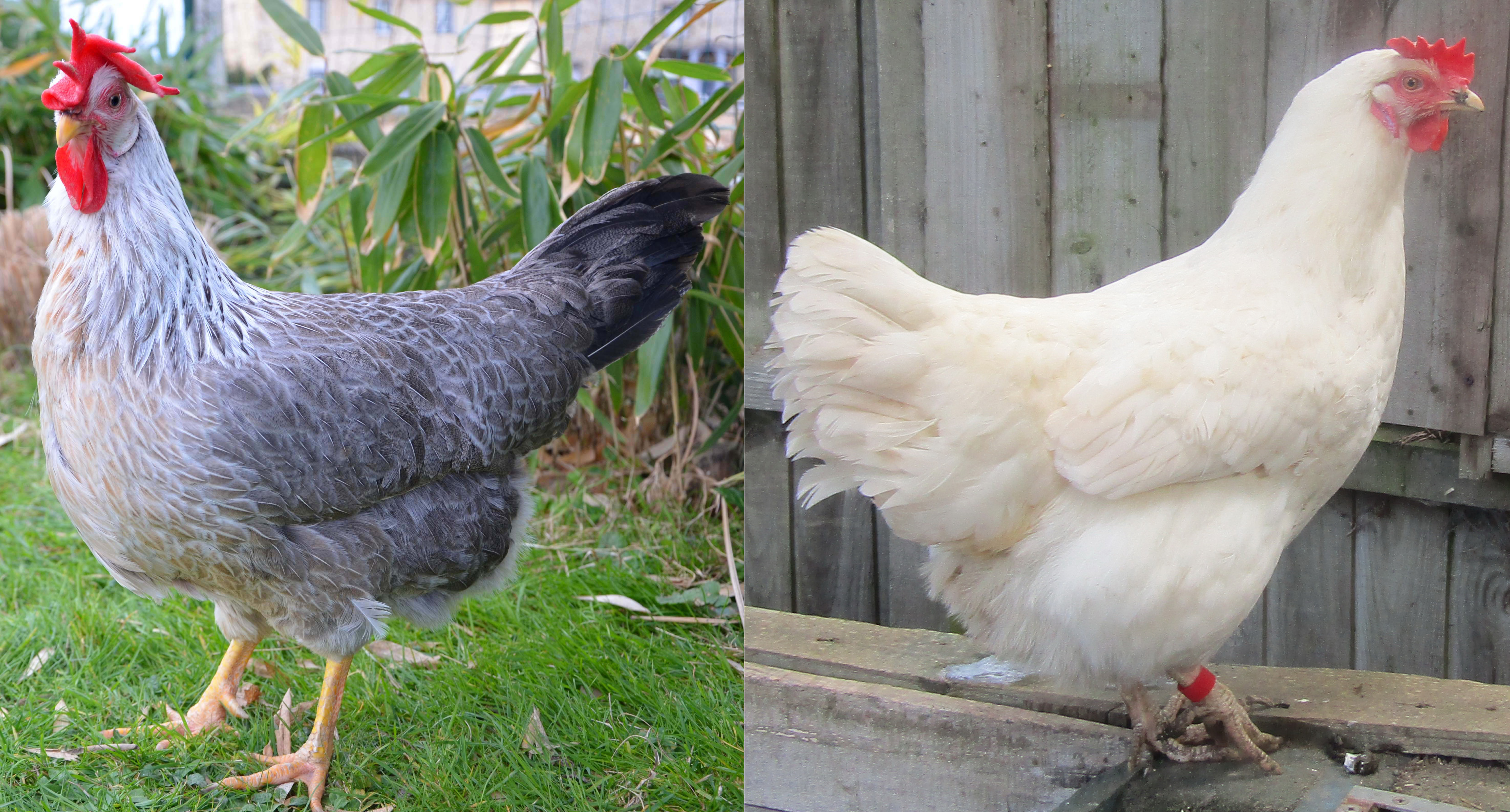 各种鸡的品种烹调方法,鸡的品种和吃法