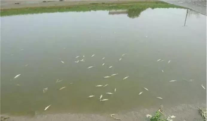 鱼苗投放鱼塘出现死亡怎么办,新进鲫鱼苗下塘大量死亡如何补救