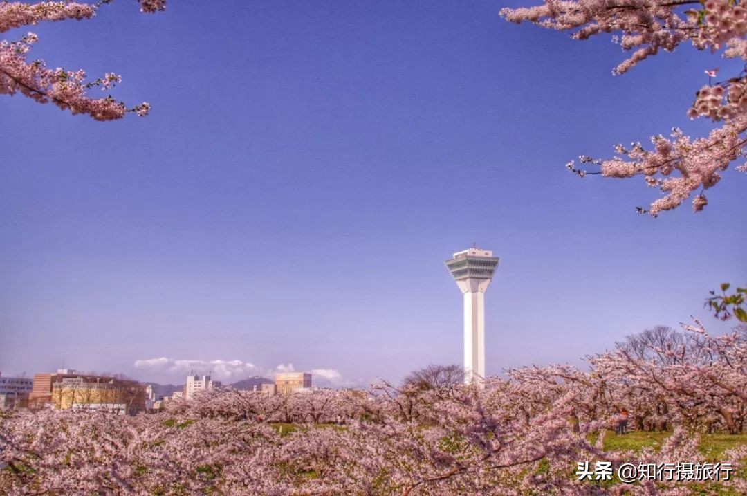 日本樱花季是八月几号,2020年日本樱花花期表