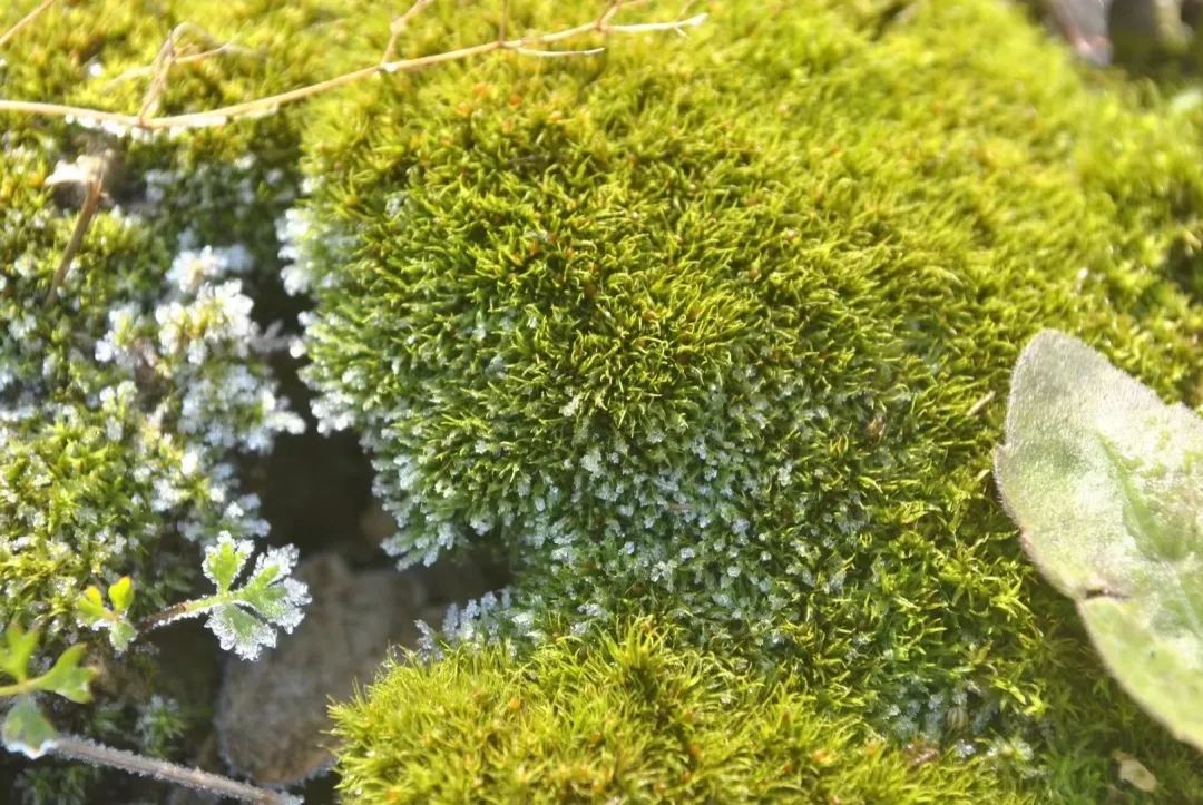 草木人间的丁香花,草木人间夏天