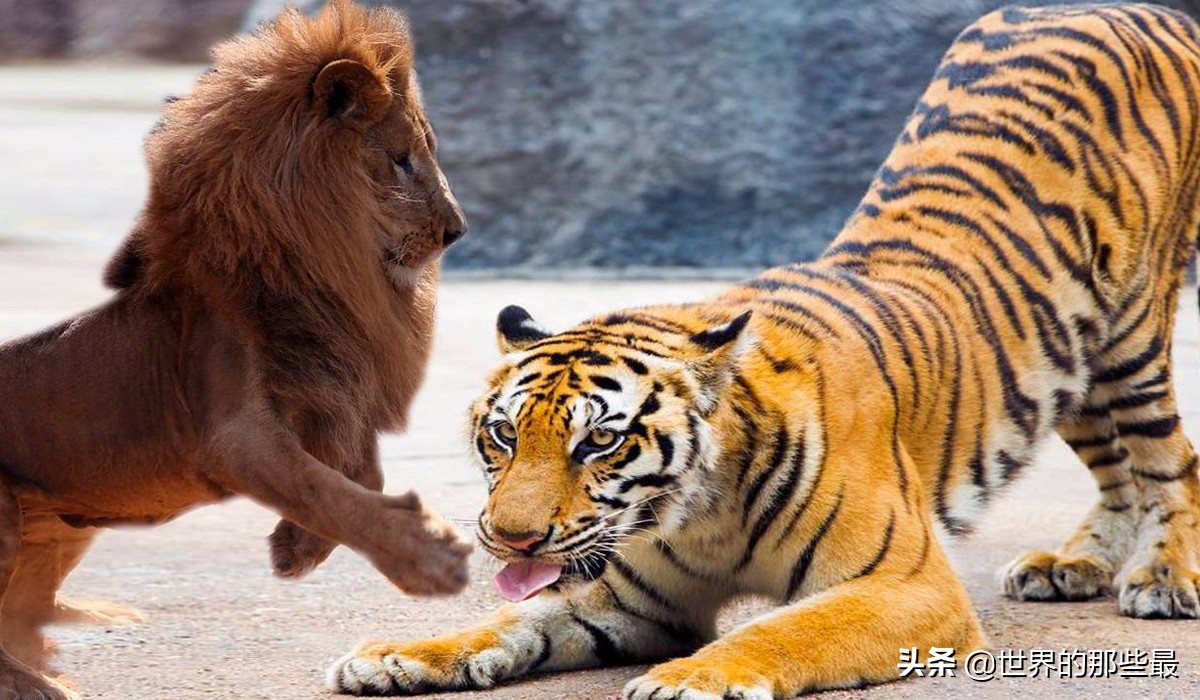 原来狮子和老虎实力相差那么多,最强狮子和最强老虎哪个更强