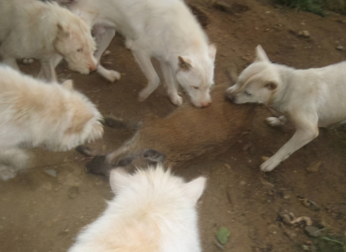 世界级下司犬长什么样,世界级猎犬下司犬