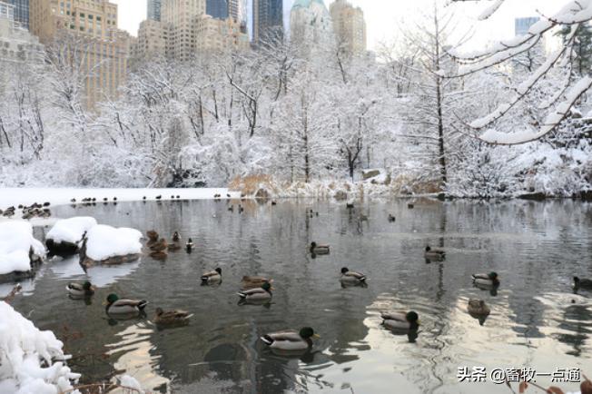 猪人工授精的步骤及注意事项,鸡人工授精方法及注意事项