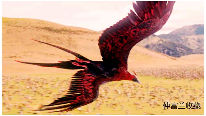 国风人文图典｜凤凰涅槃