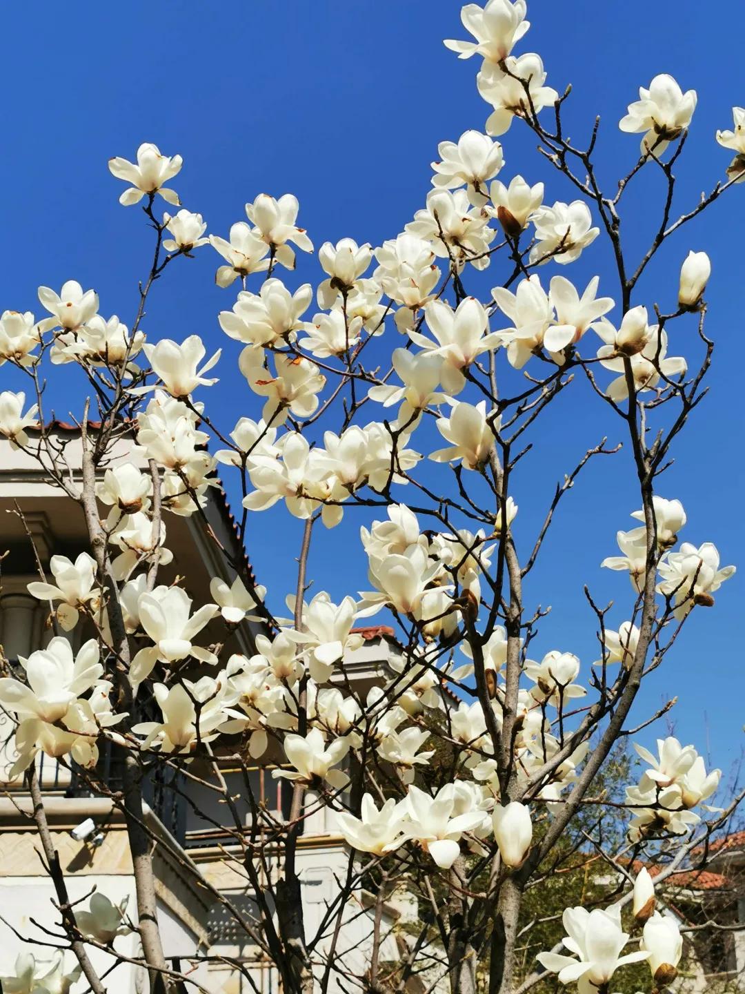 北方一年四季都开花的花园,东北花园四季开花植物