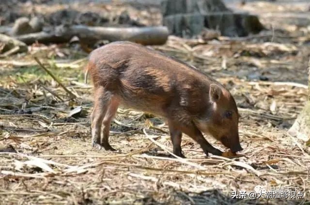 关于野猪的俗语,野猪的俗语