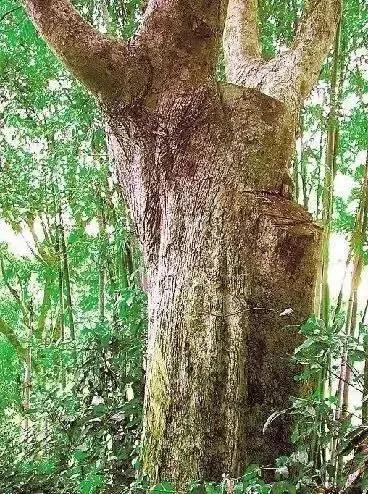 真正的沉香树什么样,沉香树有哪些