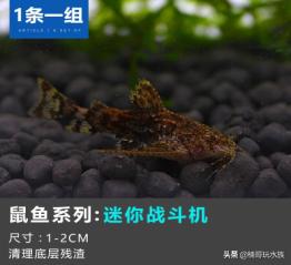 超级超级超级奇葩的观赏鱼,有哪些稀奇古怪的观赏鱼