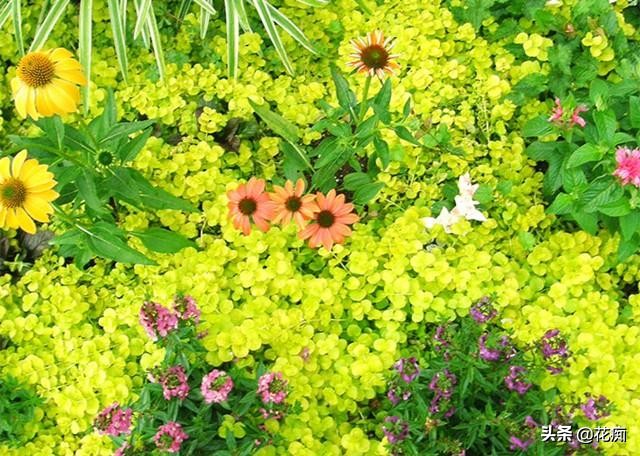 地被植物就选过路黄，轻松长成“地毯”，耐寒耐热又好看！