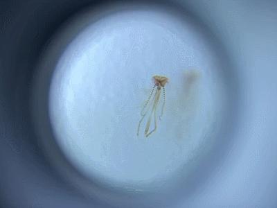 儿童最潮玩具,适合孩子玩的爆款玩具