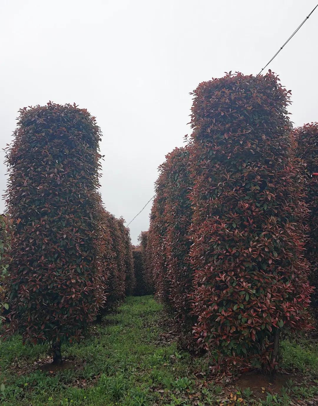 这名音乐老师种的红叶石楠,一棵卖了20000元