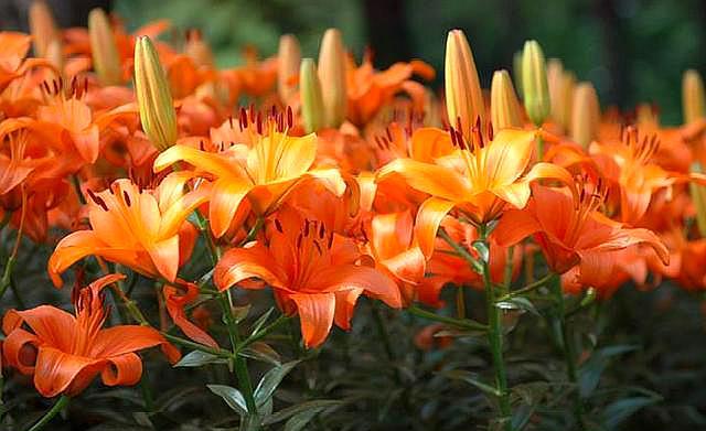 百合花苞怎么不开反而枯萎了,百合花苞迟迟不开怎么办