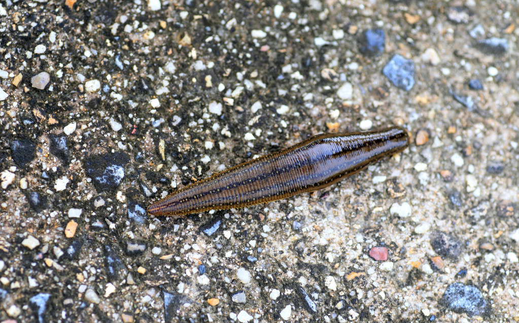 蚂蟥价格猛涨1500元一公斤,蚂蝗价格暴涨了吗