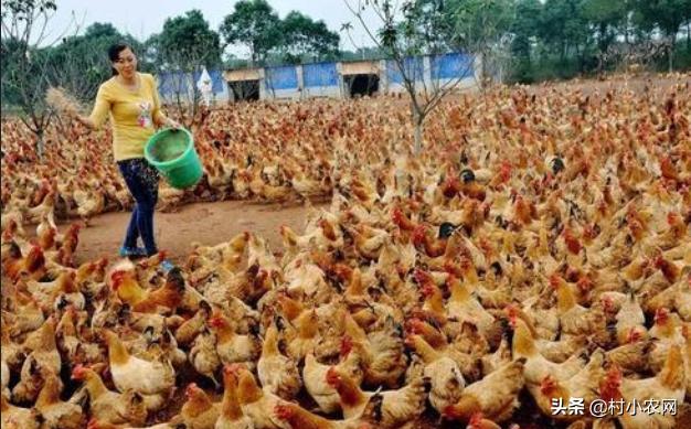 农民回乡种田种植粮食发展养殖,农村女大学毕业回乡创业养殖