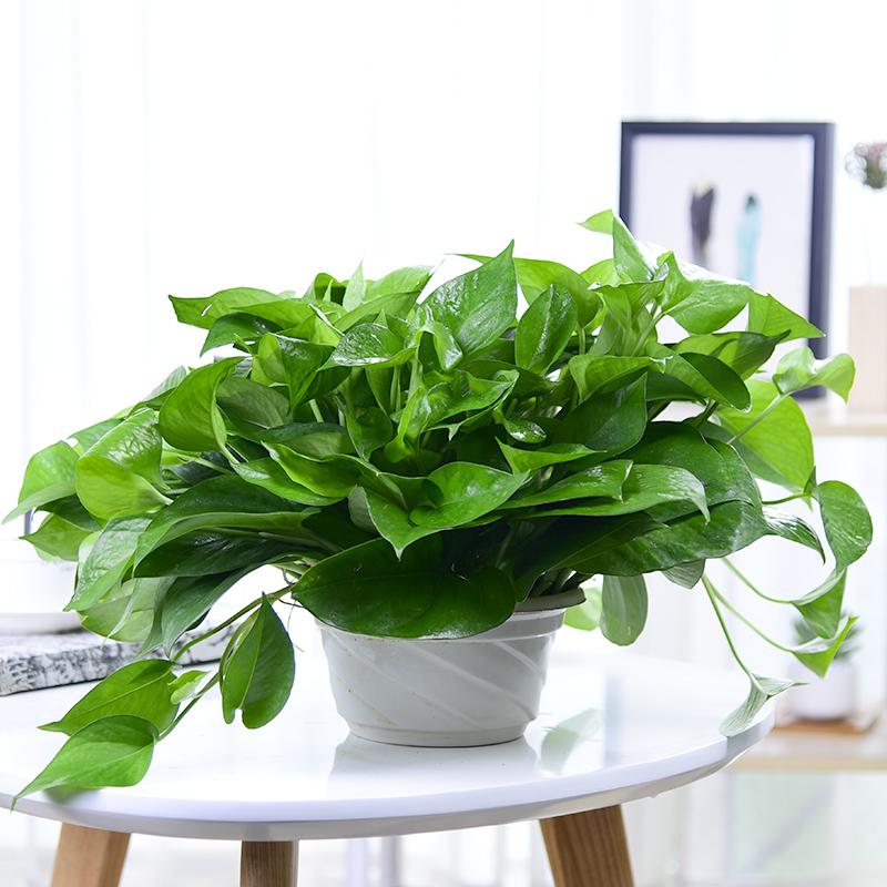 绿萝枯萎怎么把它养好,绿萝特点和习性小知识