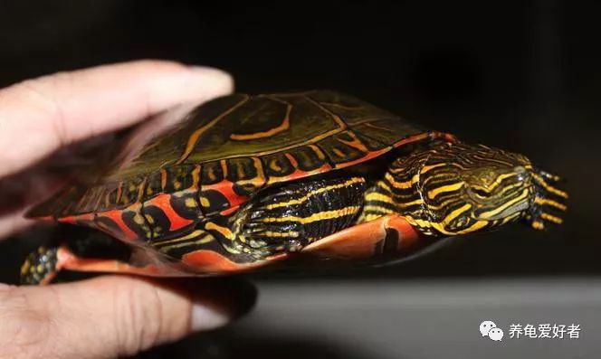 锦龟和巴西龟能杂交吗,锦龟白色环境好还是黑色环境好