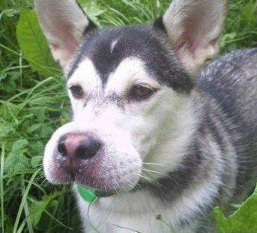 老是被蜜蜂蛰的狗狗怎么办,盘点狗狗被蜜蜂蛰的名场面