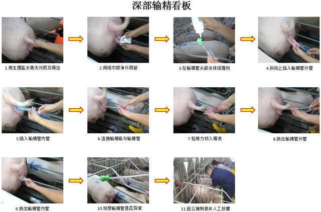 省时省力、省成本的人工授精技术，规模化猪场很常用小场却很少用