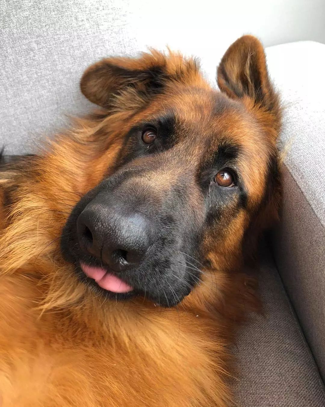 表面小奶狗实则小狼狗网红,表面小奶狗实则小狼狗