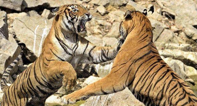 猫科猛兽战力天花板,猫科战力天花板毁灭刃齿虎