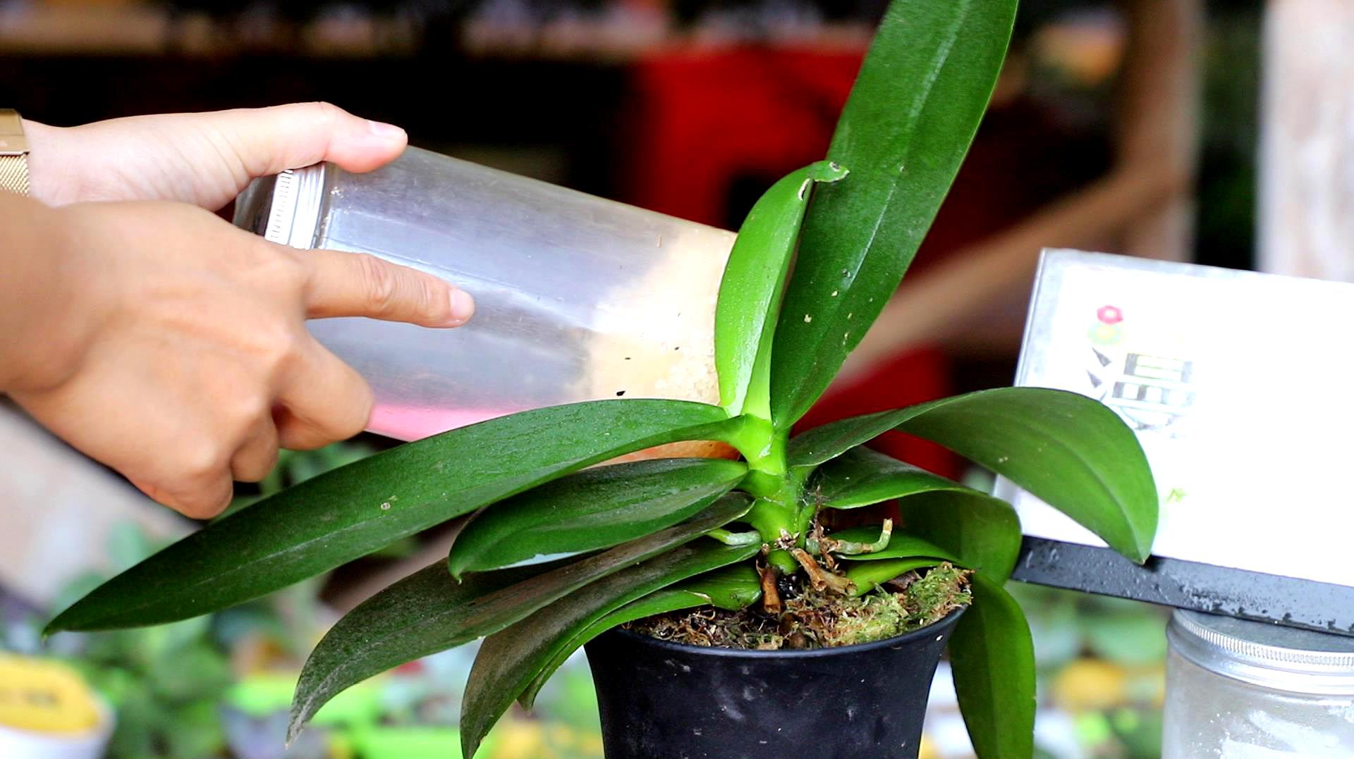 蝴蝶兰花开败了要扔掉吗,蝴蝶兰花谢了就扔