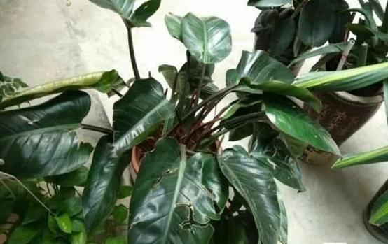 南京市园林局最新发布的室内植物甲醛吸收能力排行榜