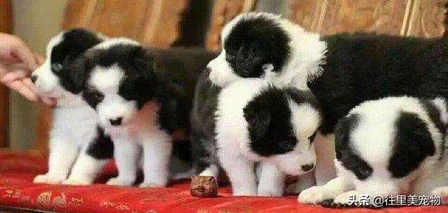 边牧的正确饲养方式,怎么正确喂养边牧