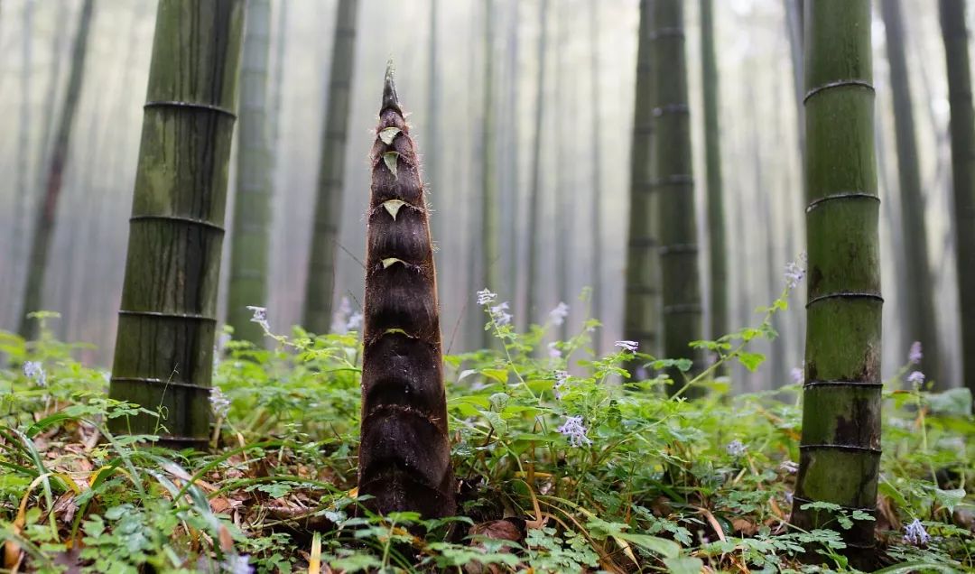 房产业内笋盘怎么理解,买二手房与笋盘擦肩而过什么感受