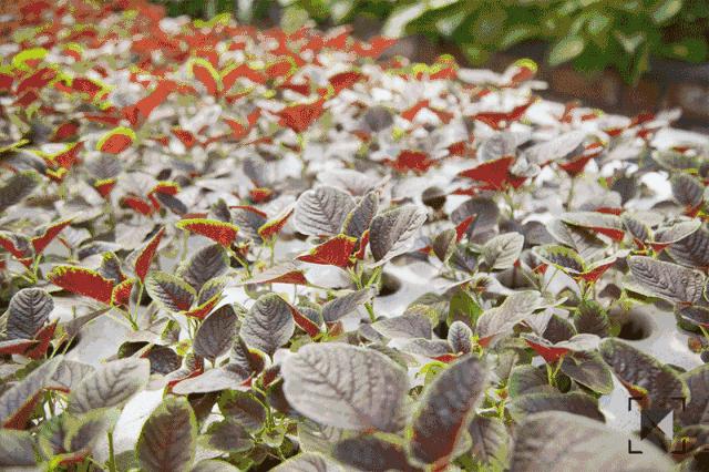 海南自贸港的全景,海南自贸港最新信息乐东