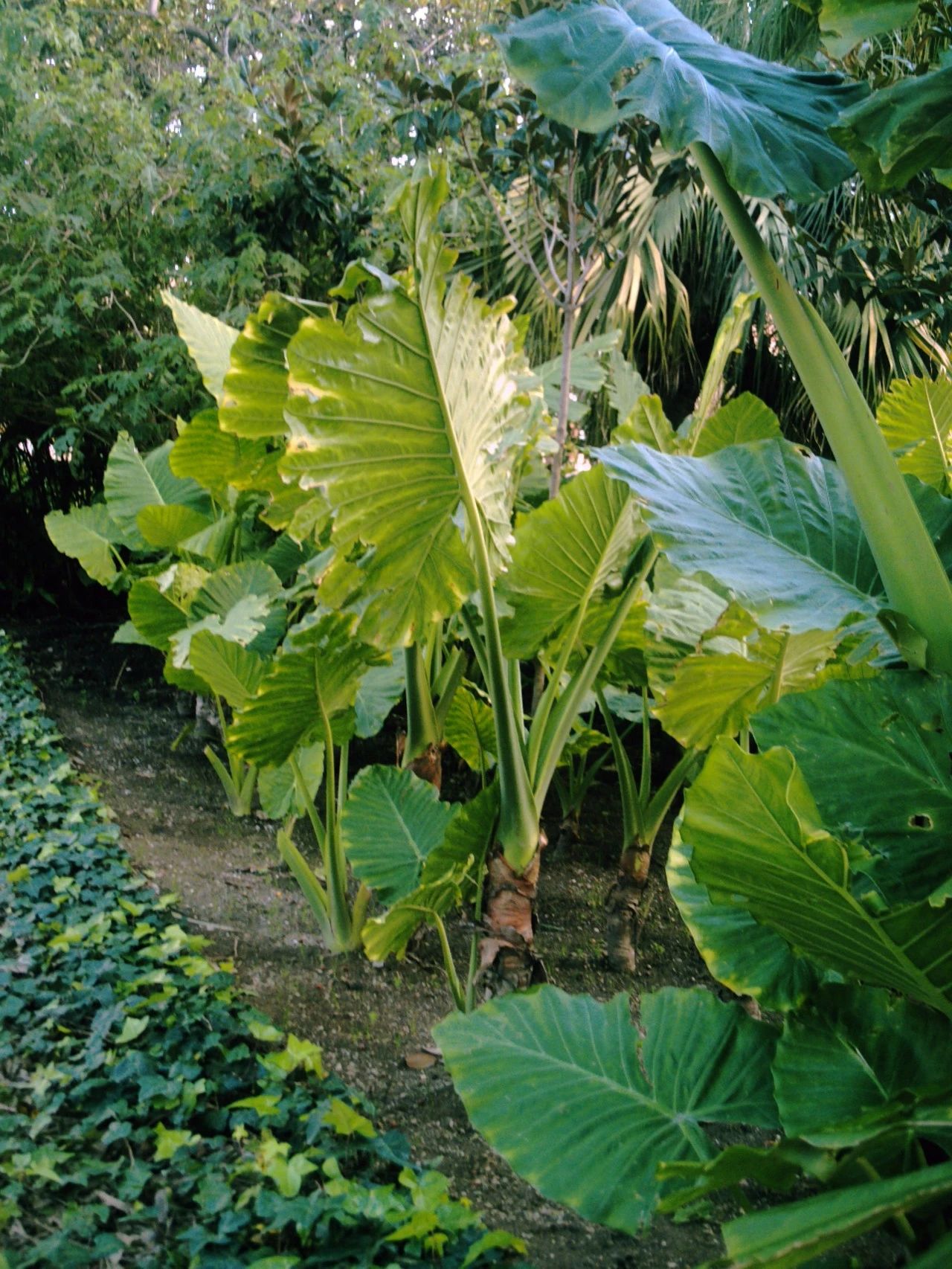 滴水观音和海芋区别,海芋和滴水观音有什么区别