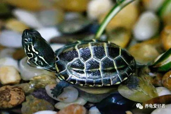 龟类怎么预防水霉病,龟得水霉怎么治疗