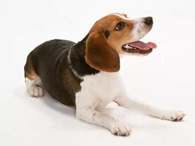 45只名犬排行,45种名犬您都认识吗