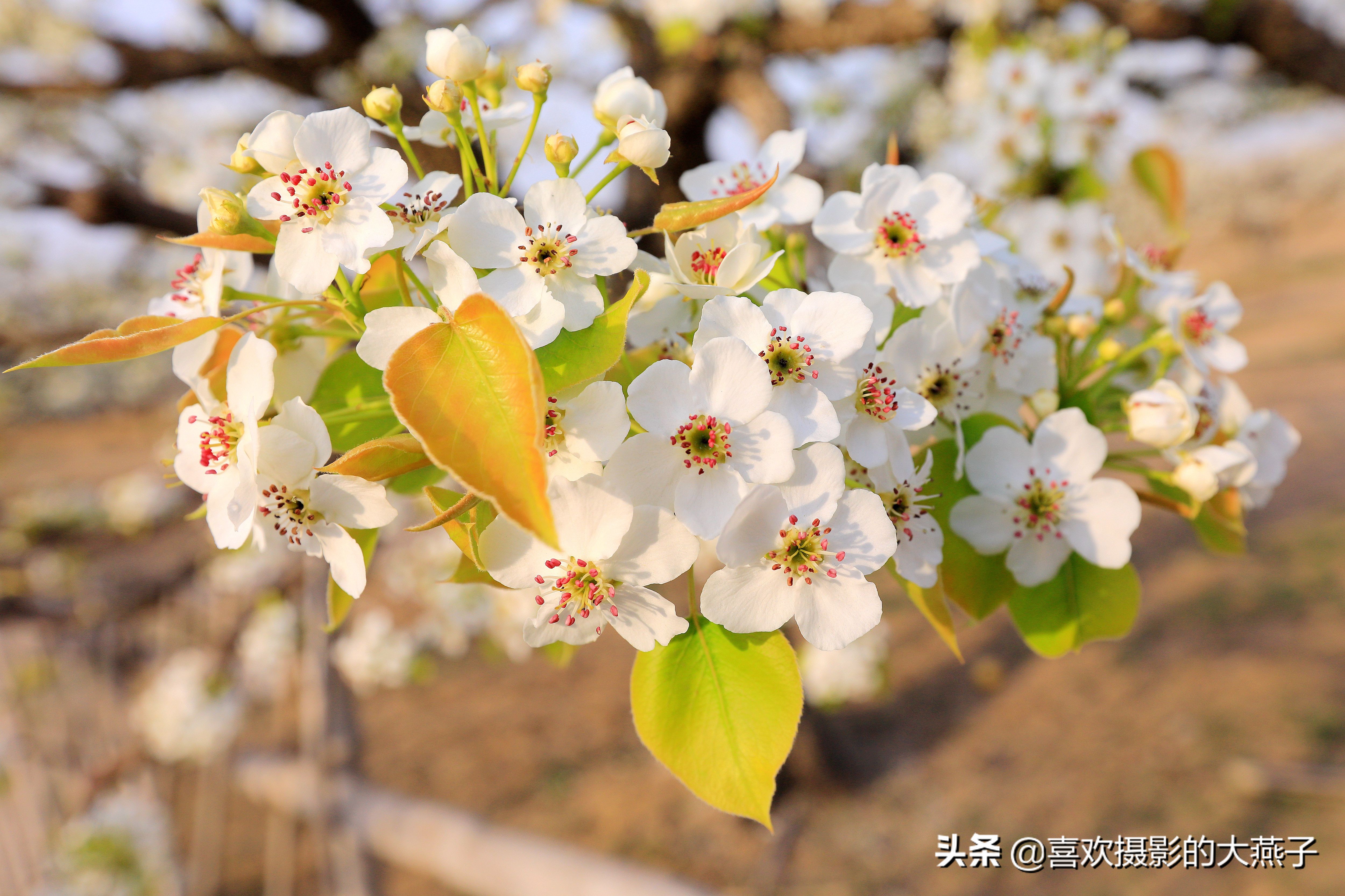 大兴万亩梨花园地点,北京大兴赏梨花具体位置
