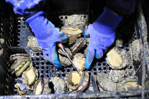 鲍鱼养殖致富经,养殖一亩鲍鱼利润