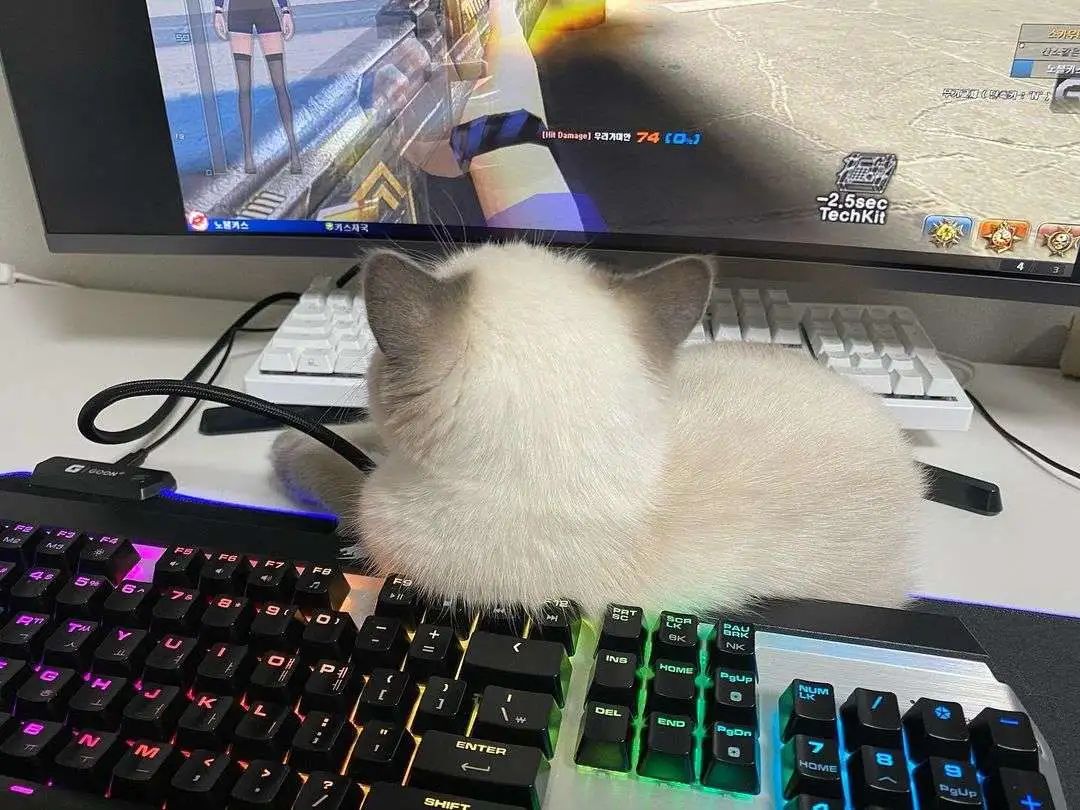 煤老板爆红完整版,煤老板ins