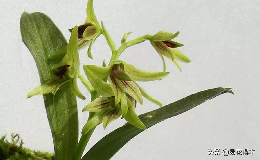 石斛分类小知识,石斛多少种哪一种比较好
