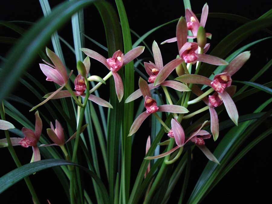 建兰开花后有的花苞变黄,建兰怎样养开花好看又香