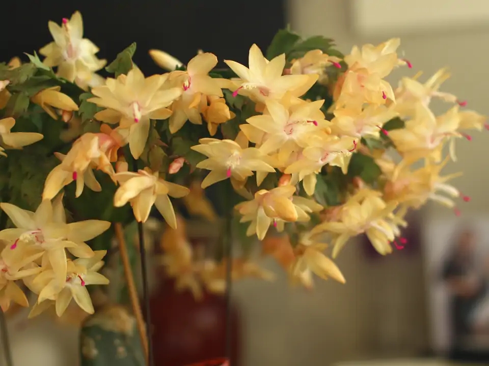 浇水过多死的植物,最容易浇死的6种花
