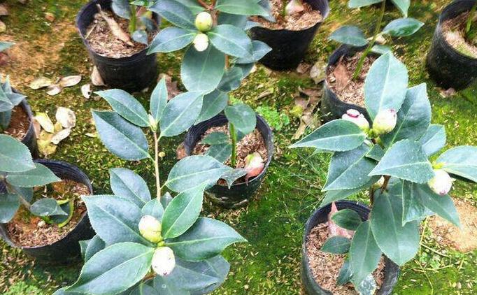 茶梅和茶花花苞哪个难打开,茶梅掉叶子是什么原因呢