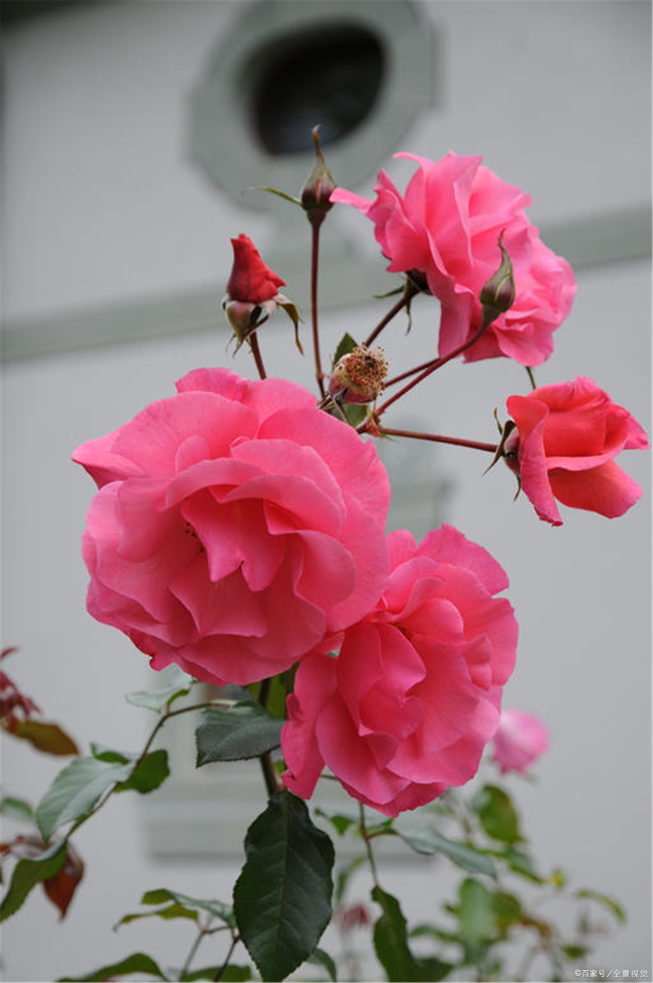 月季如何促根壮苗,如何让月季花枝繁叶茂