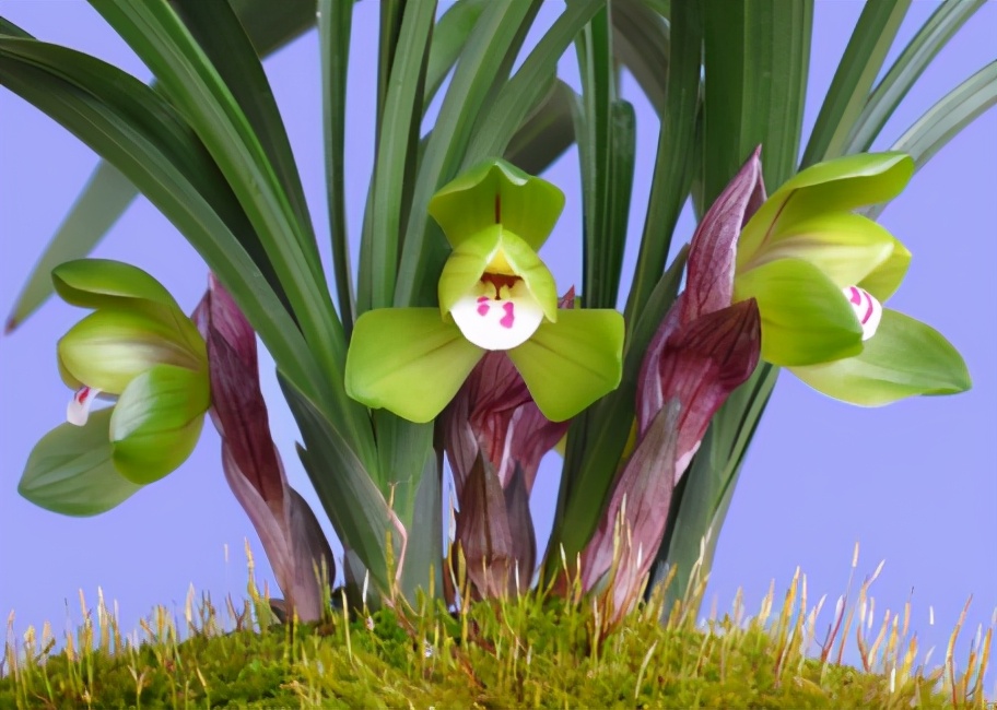 贵的兰花和便宜的兰花有什么区别,市面上的兰花和昂贵的兰花区别